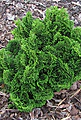 Chamaecyparis obtusa Nana Gracilis