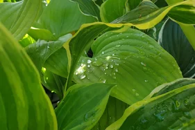 hosta v záhradnom centre Bella Gardena hosta v záhradnom centre Bella Gardena