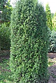 Taxus media Hillii